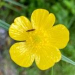 Ranunculus acrisΛουλούδι