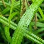 Carex pendula Leaf