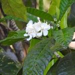 Bonafousia siphilitica Цвят