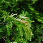 Tessmannia anomala Hoja