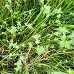 Justicia heterocarpa Habitus