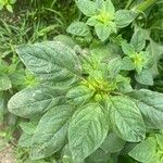 Amaranthus spinosus Blatt