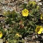 Potentilla frigida Vekstform