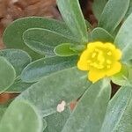 Portulaca oleraceaᱵᱟᱦᱟ