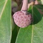 Cornus capitata Fruto