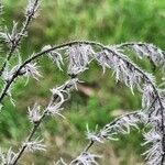 Echium italicum Flor