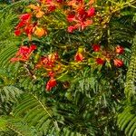 Delonix regia Flower