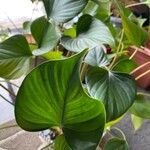 Homalomena rubescens Hoja