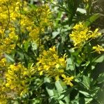 Sisymbrium strictissimum Flower