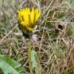 Taraxacum palustre Квітка