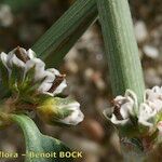 Polygonum raii आदत