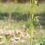Ophrys virescens Fula