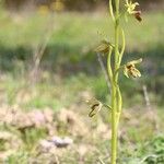 Ophrys virescens Blüte