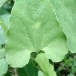 Aristolochia paucinervis Blad