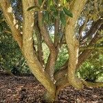 Rhododendron arboreum Bark