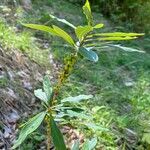 Daphne mezereum Leaf