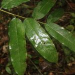 Mabea montana Leaf