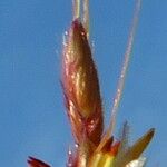Helictochloa pratensis Floare