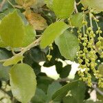 Quercus agrifolia Flor