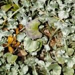 Dichondra argentea Φύλλο