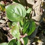 Cornus officinalis Hoja