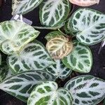 Anthurium crystallinum Hoja