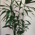 Dracaena braunii Fuelha