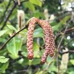 Alnus alnobetula Owoc
