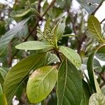 Viburnum rigidum Blomst