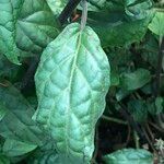 Scutellaria costaricana Leaf