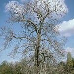 Catalpa speciosa Συνήθη χαρακτηριστικά