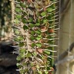 Alluaudia montagnacii Hoja