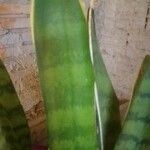 Sansevieria hyacinthoides Blad