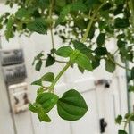 Heterotis rotundifolia Leaf