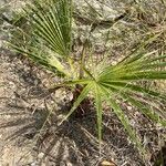 Washingtonia robusta পাতা