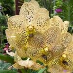 Grammatophyllum speciosum Flower