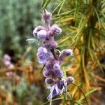 Trichostema parishii Flower