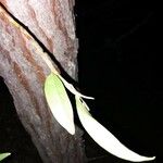 Trichosalpinx dura 葉