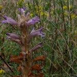 Phelipanche arenaria Hàbitat