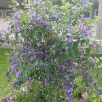 Solanum laciniatum Flower