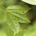 Baphia pubescens Φύλλο