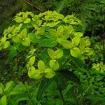 Euphorbia sikkimensis Habitat