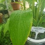 Curcuma longa Leaf