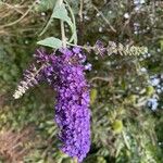 Buddleja japonica Květ