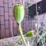 Papaver dubiumFrukt