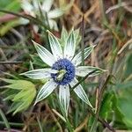 Eryngium carlinae Žiedas