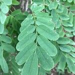 Diphysa americana ᱥᱟᱠᱟᱢ