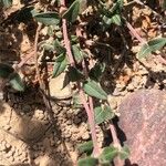 Helianthemum cinereum Leaf