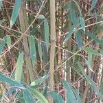 Phyllostachys aurea 樹皮