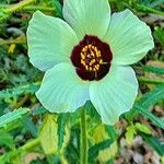 Hibiscus trionum Blodyn